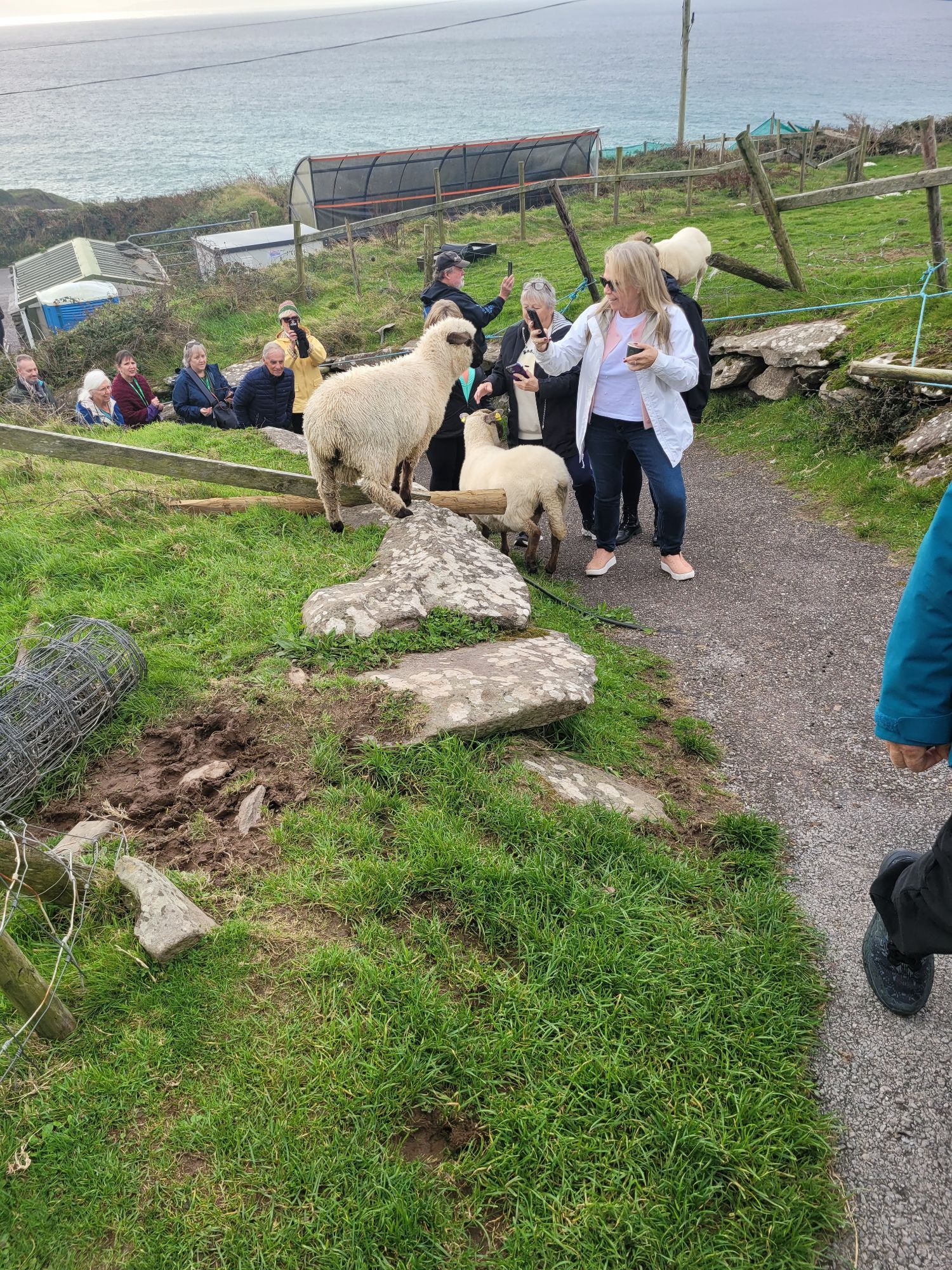 Tracy Eriksen feeds cream-colored sheep during a farm visit in rural Ireland with a group of tourists