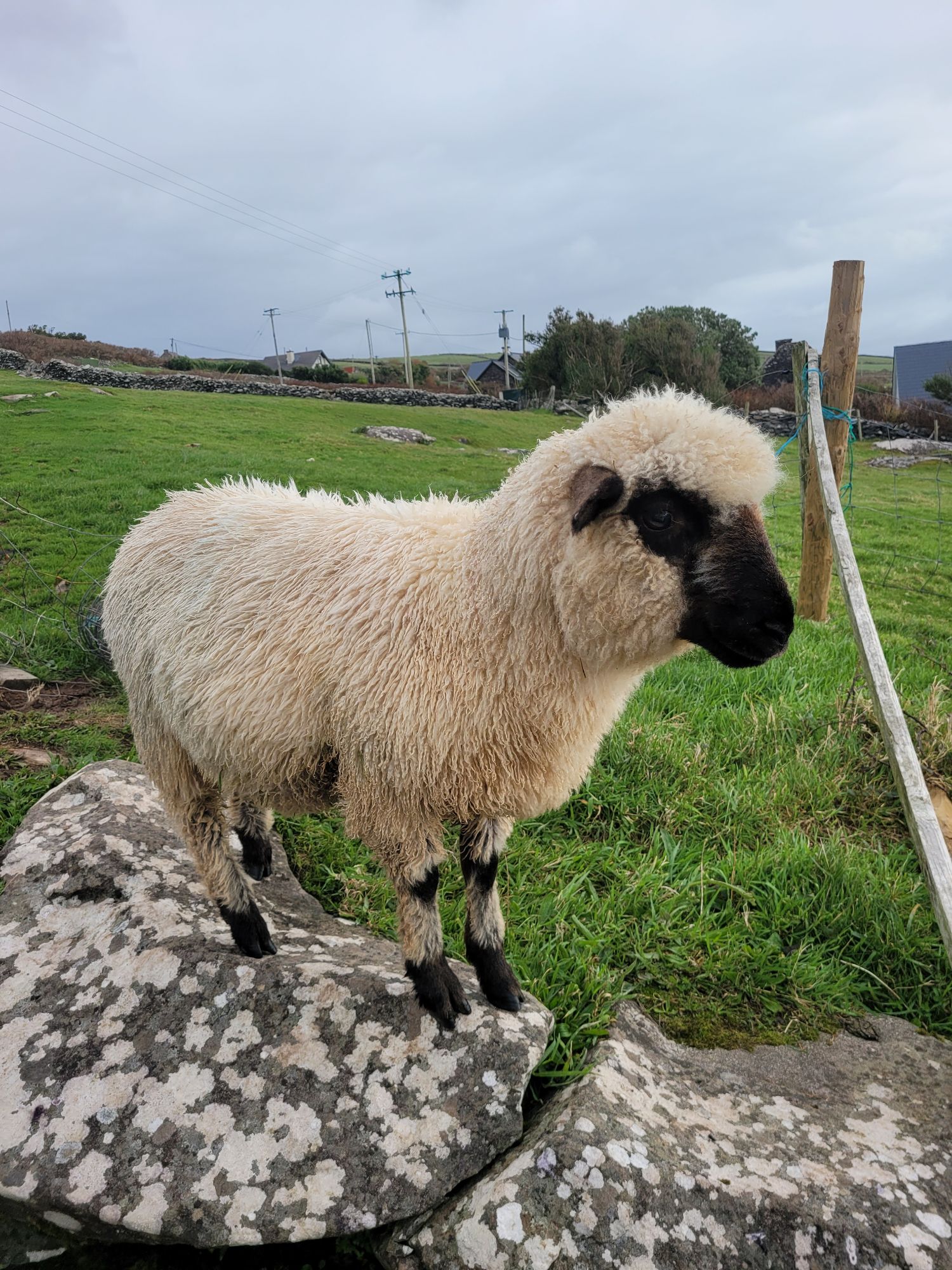 A Valais Blacknose sheep with cream wool and black face stands on lichen-covered rocks in an Irish pasture