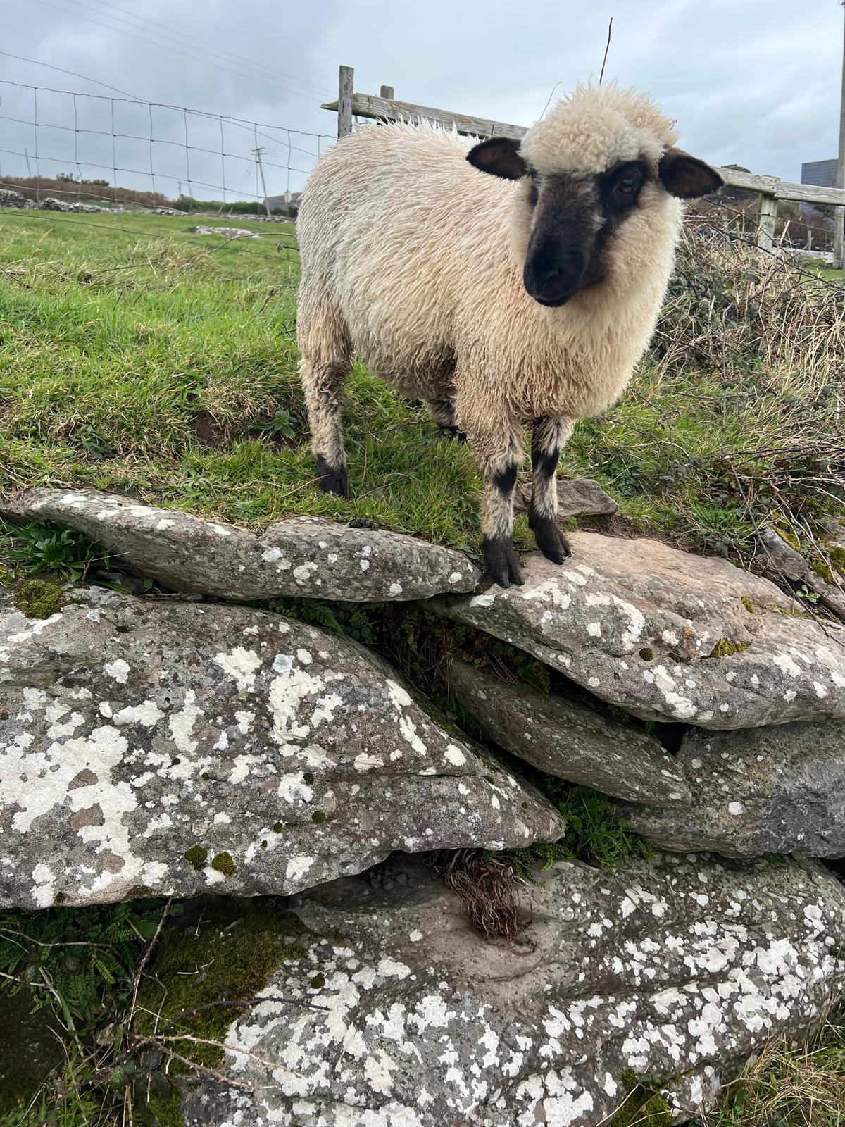 A Valais Blacknose sheep with distinctive black face and cream fleece faces the camera in an Irish field