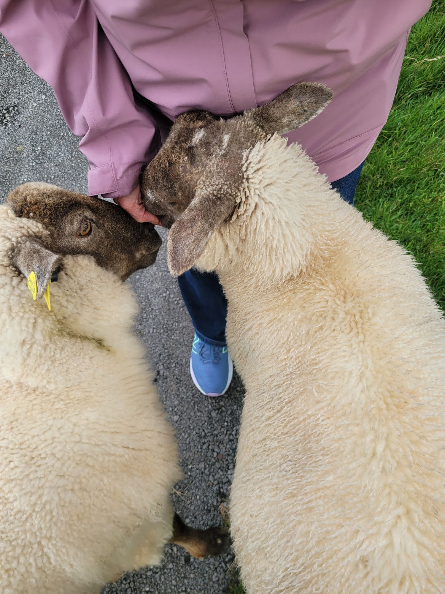 Two young lambs nuzzle against a person's legs during an interactive farm experience in Ireland
