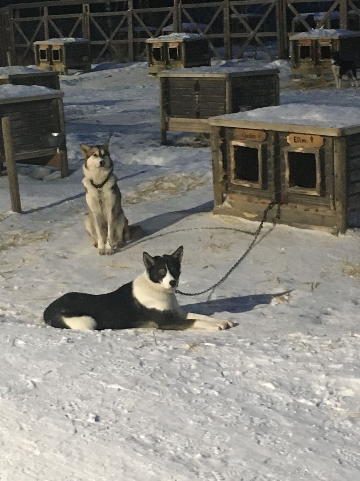 Two sled dogs resting on snow with wooden dog houses and fencing in Arctic setting