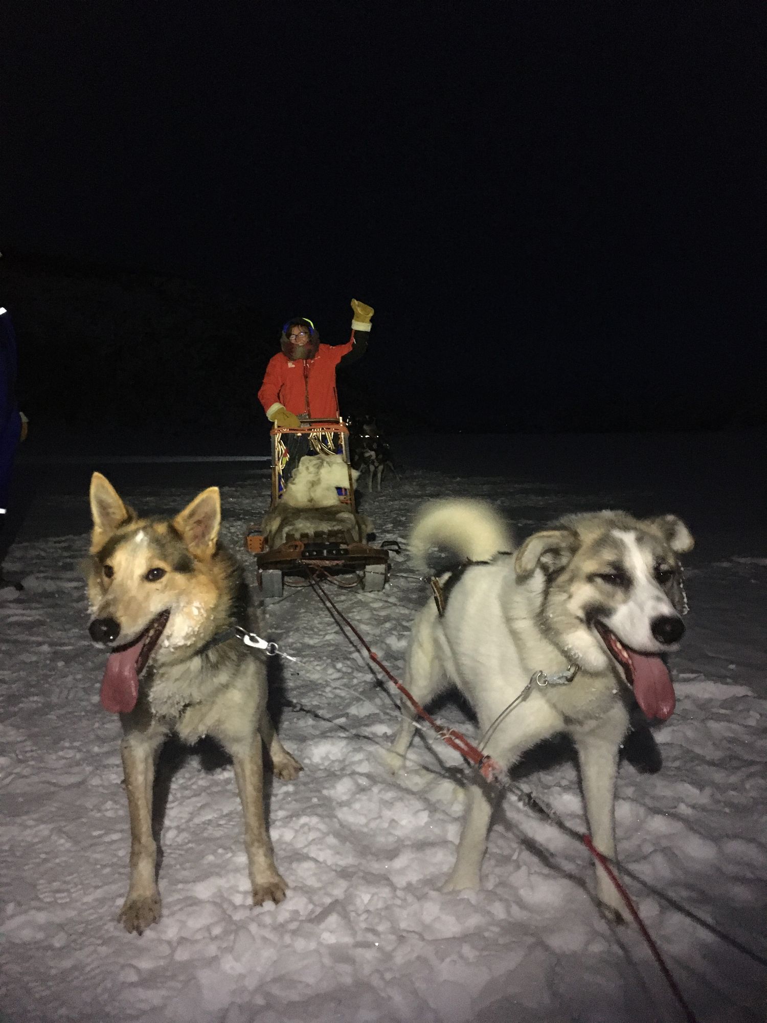 Two huskies harnessed to sled with musher in red jacket raising arm on frozen landscape
