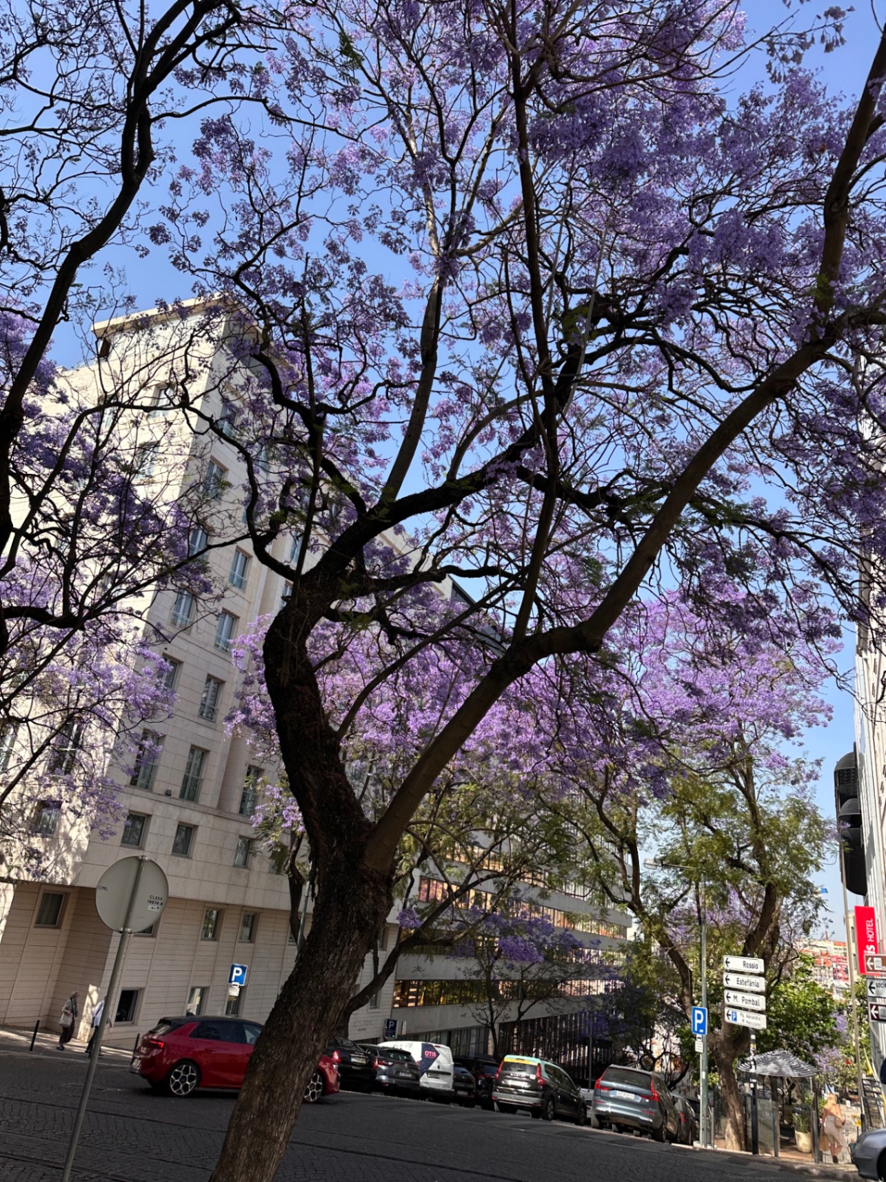 Purple jacaranda tree blossoms frame a white building and street scene in Lisbon during spring