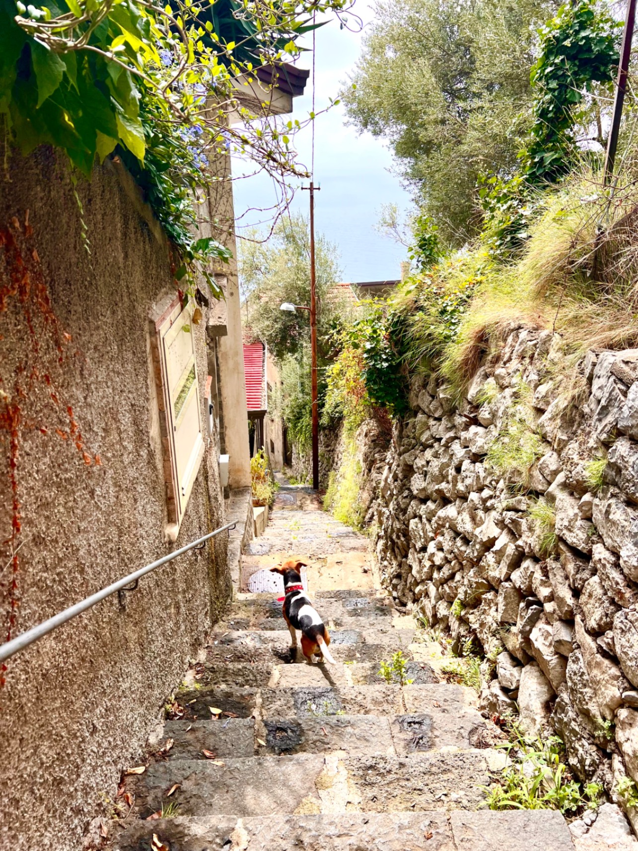 Narrow stone alleyway between weathered buildings with ivy-covered walls and a small dog walking uphill toward daylight