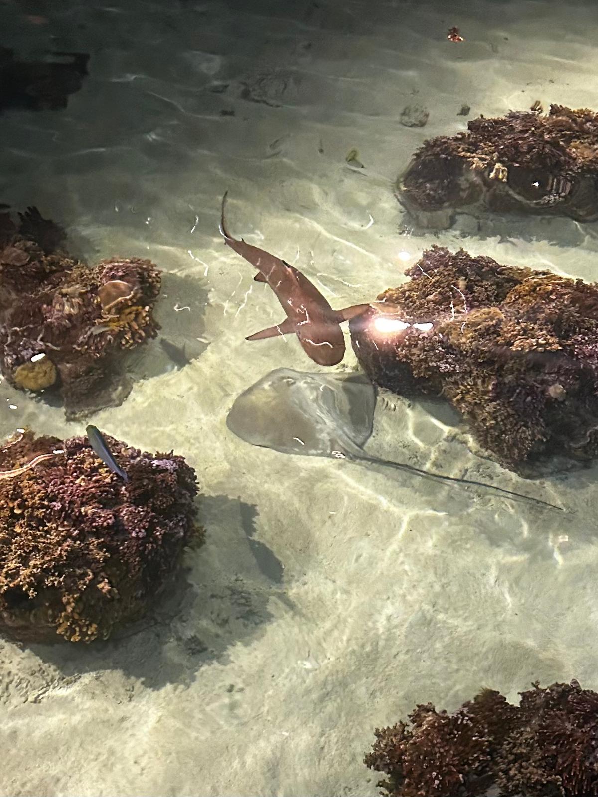 Underwater view of a shark and stingray swimming near coral formations on sandy bottom
