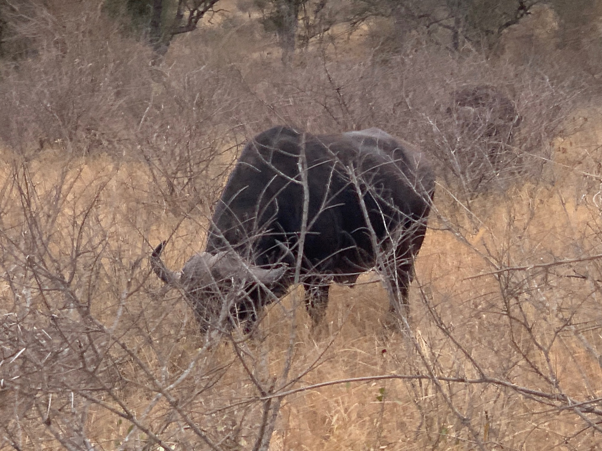 African elephant walking through dry brush and sparse vegetation in natural habitat