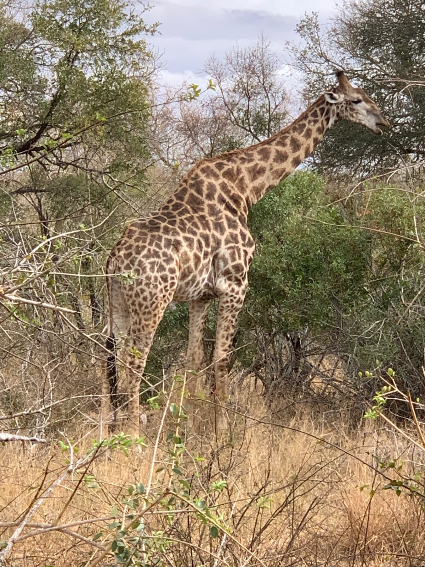 African elephant calf in dry grassland surrounded by bare branches and scrub