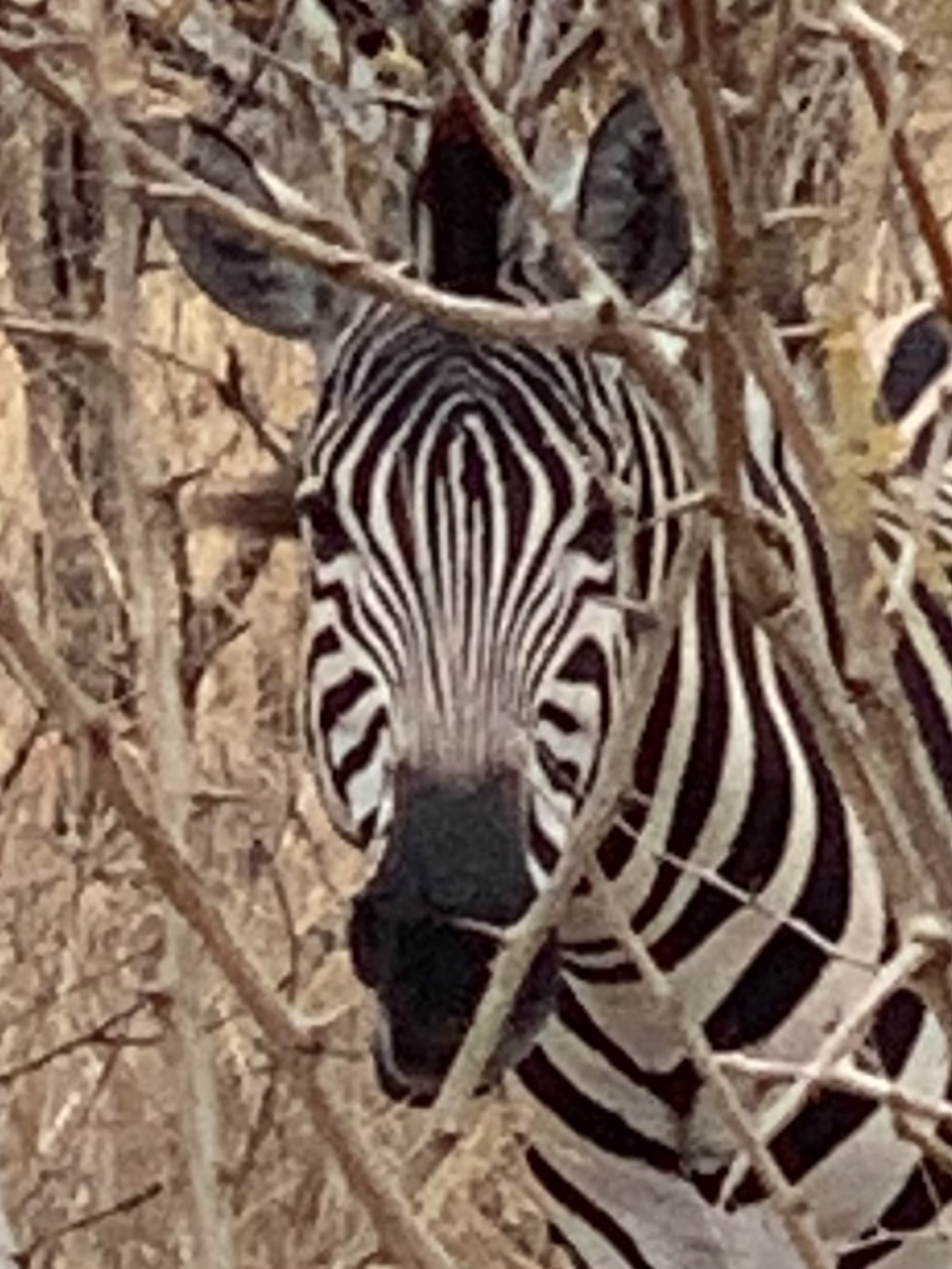 Zebra head-on view through dry branches in savanna setting