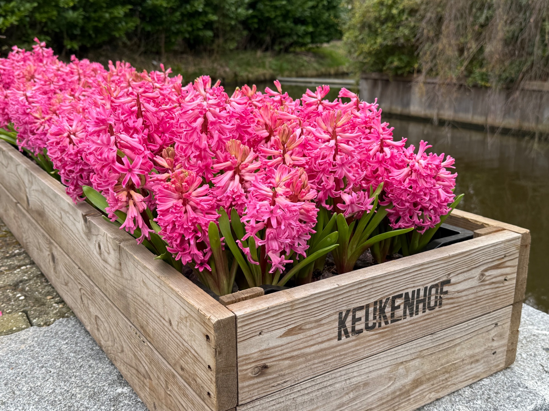 Bright pink hyacinth flowers in a wooden planter box labeled 'Keukenhof' beside a canal