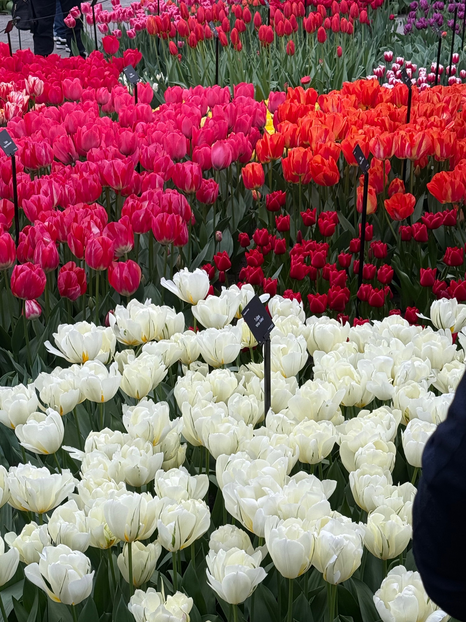 Colorful tulip field with white, pink, red, and orange blooms at a spring flower festival