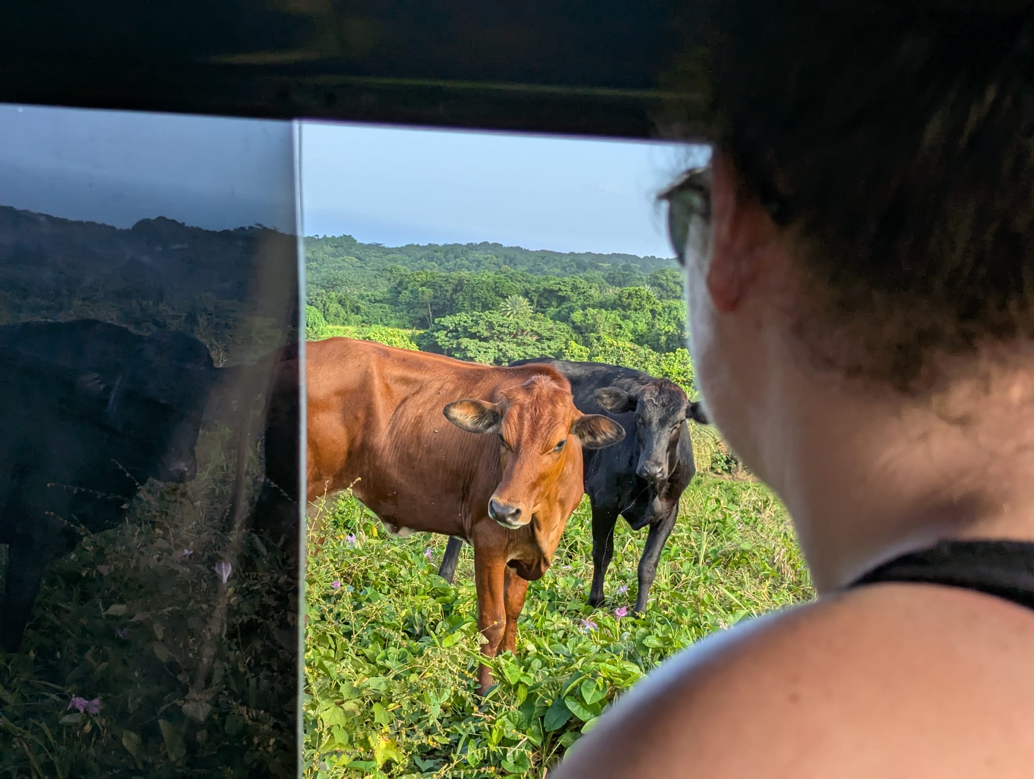 Saint Kitts and Nevis — Amanda Swan's travel story