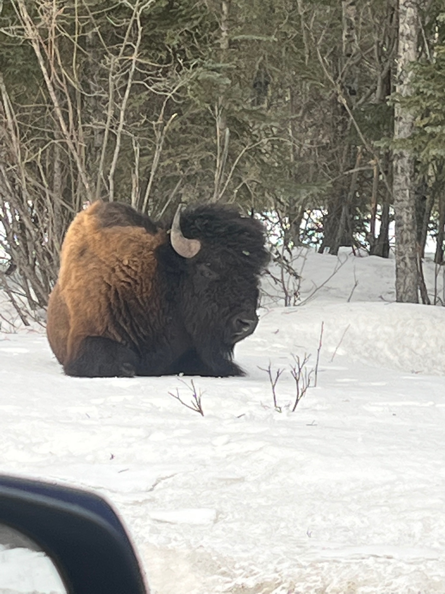 Bison resting in snow surrounded by evergreen trees in Yukon wilderness
