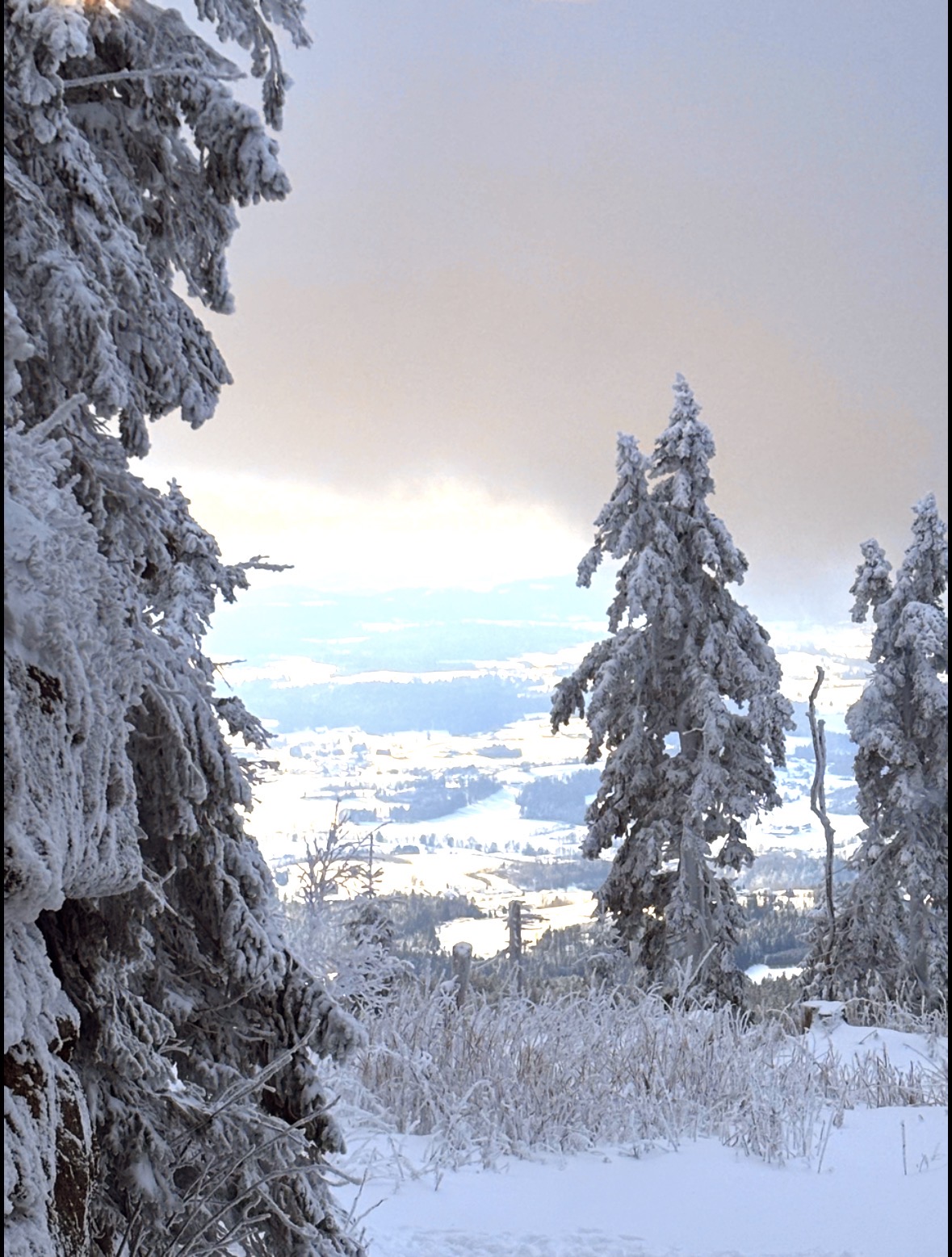 Snowy forest landscape with frost-covered evergreen trees and distant valley