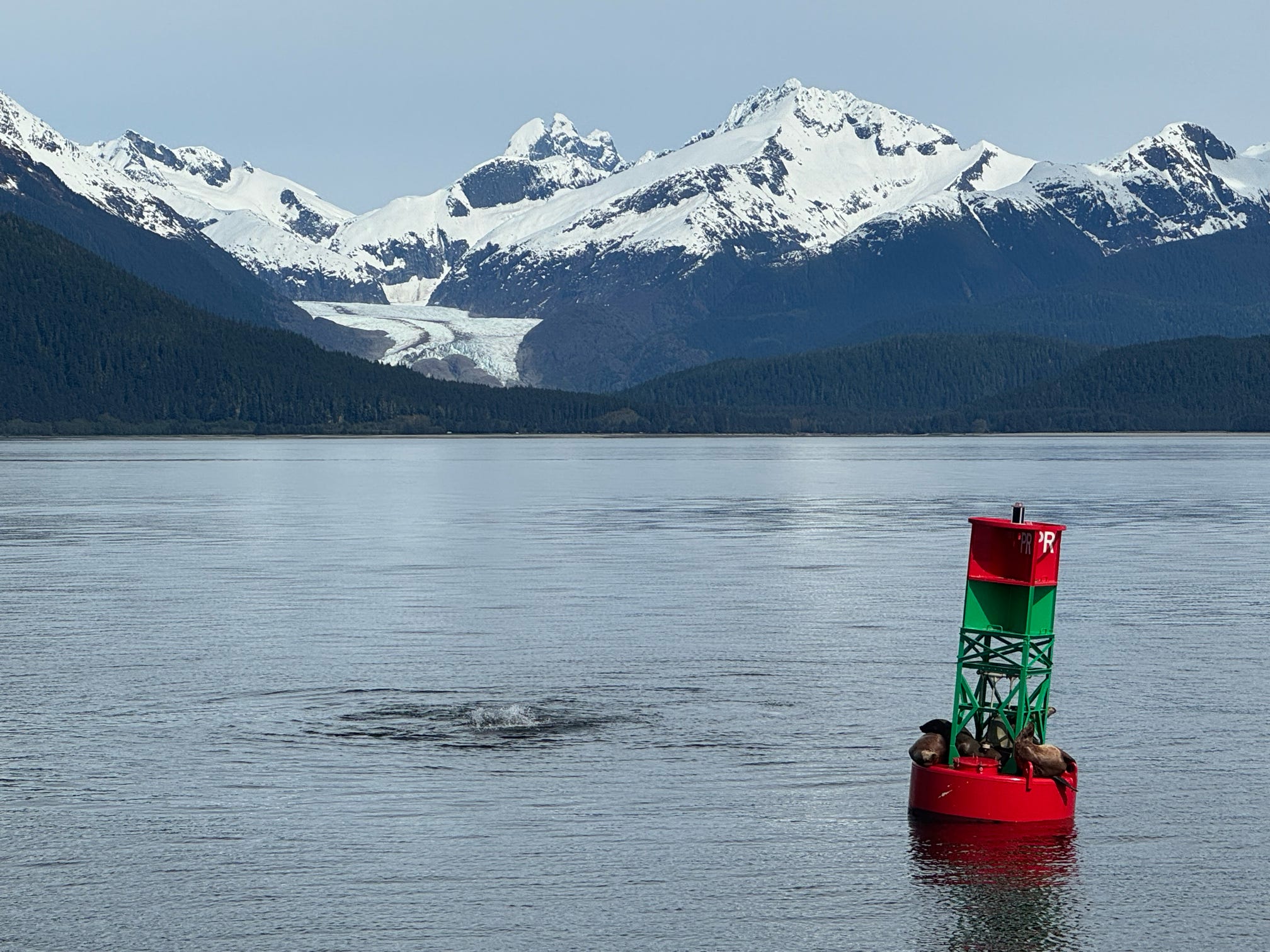 Sea lions lounge on a red channel buoy with Alaska's Mendenhall Glacier and snow-capped peaks behind.