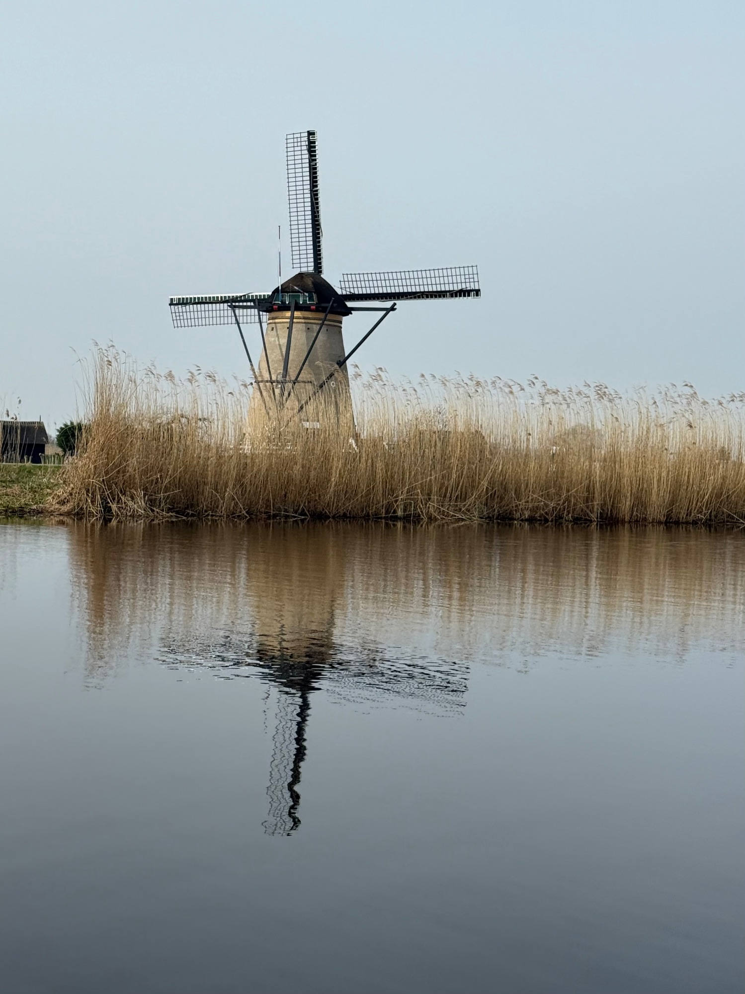 Traditional Dutch windmill reflected in still water surrounded by dried reeds