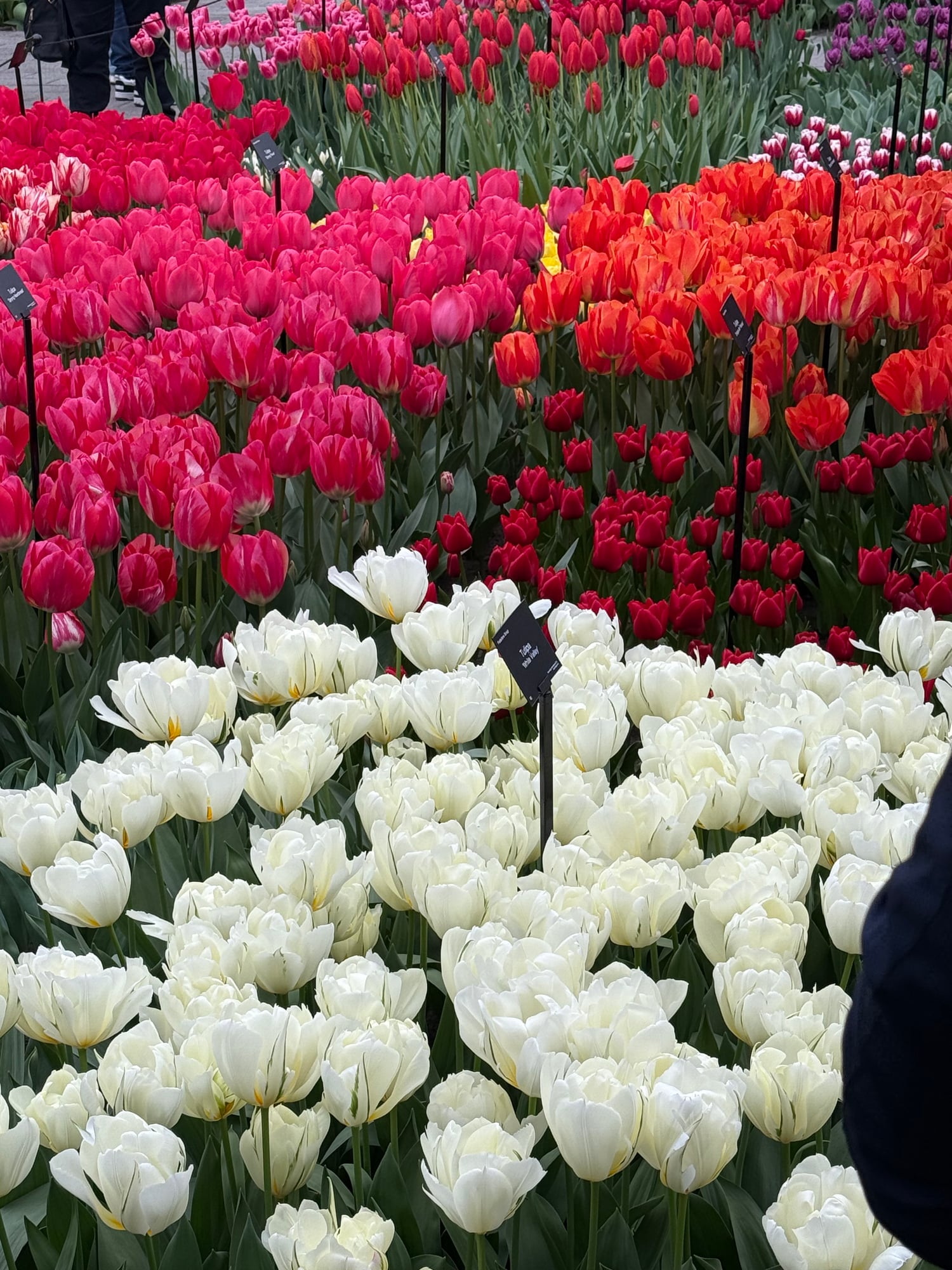 Netherlands — Katia  Tchorbadjiyska's travel story