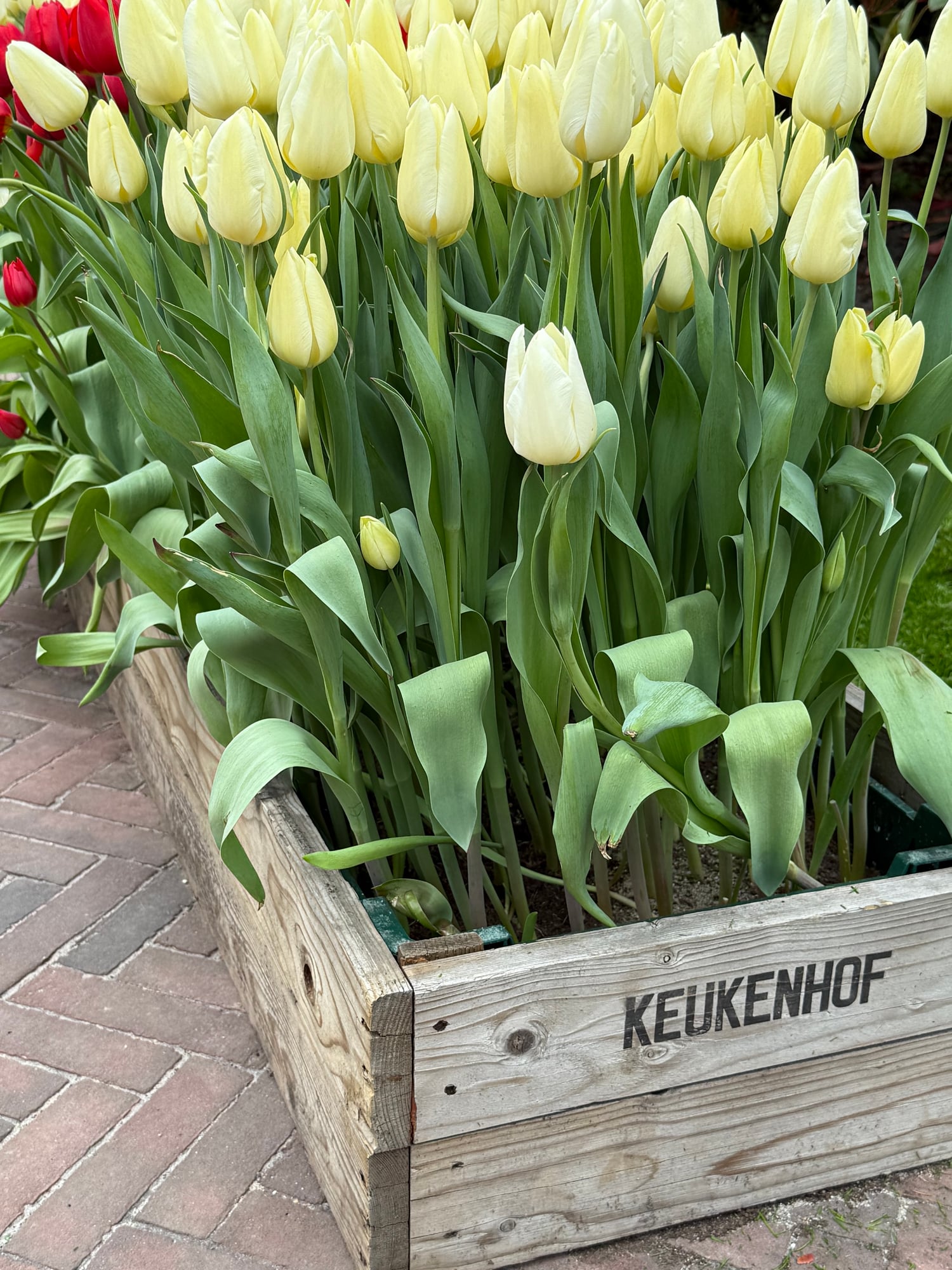 Netherlands — Katia  Tchorbadjiyska's travel story