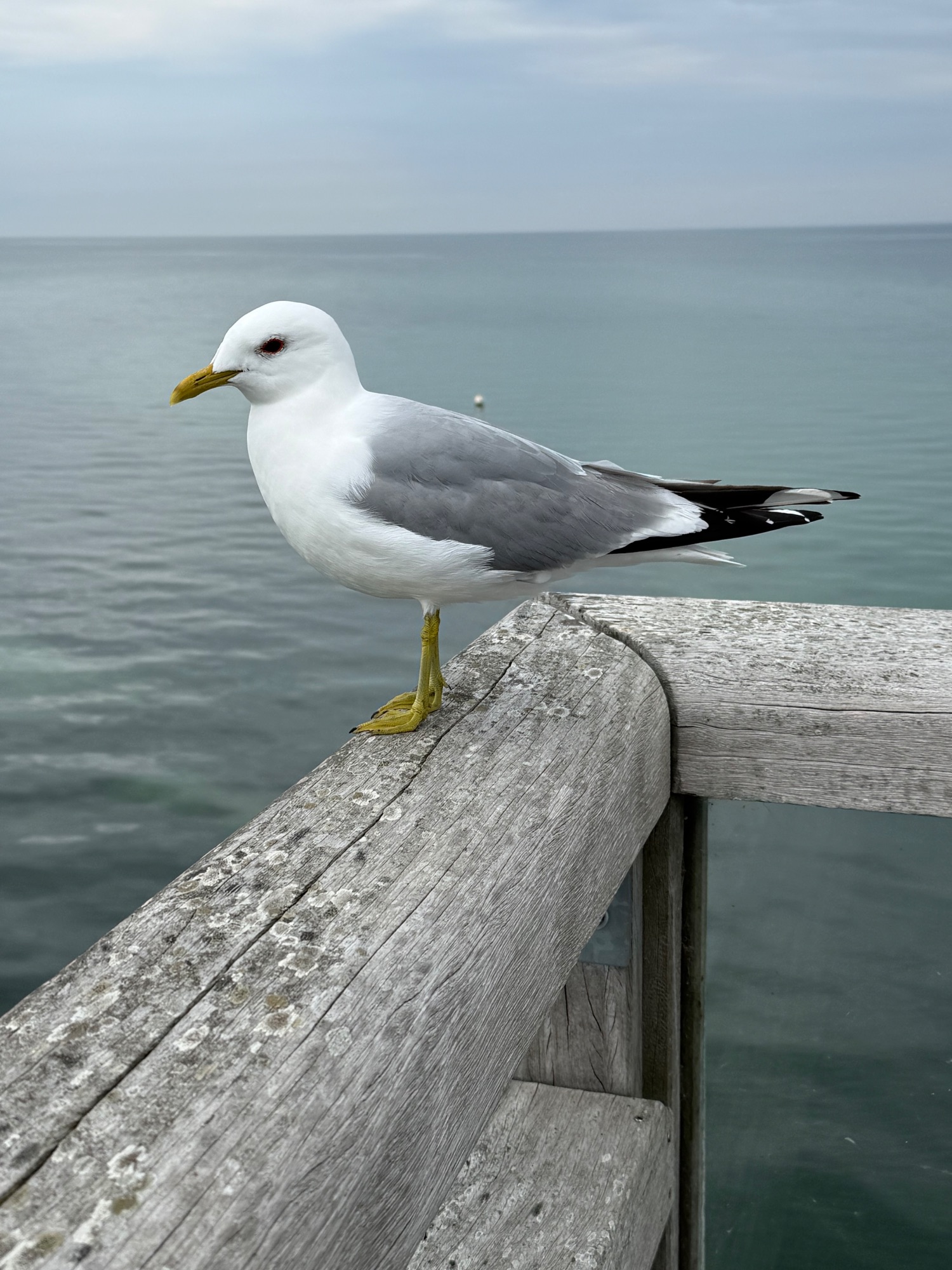 White and grey seagull perched on weathered wooden railing overlooking calm grey-green sea
