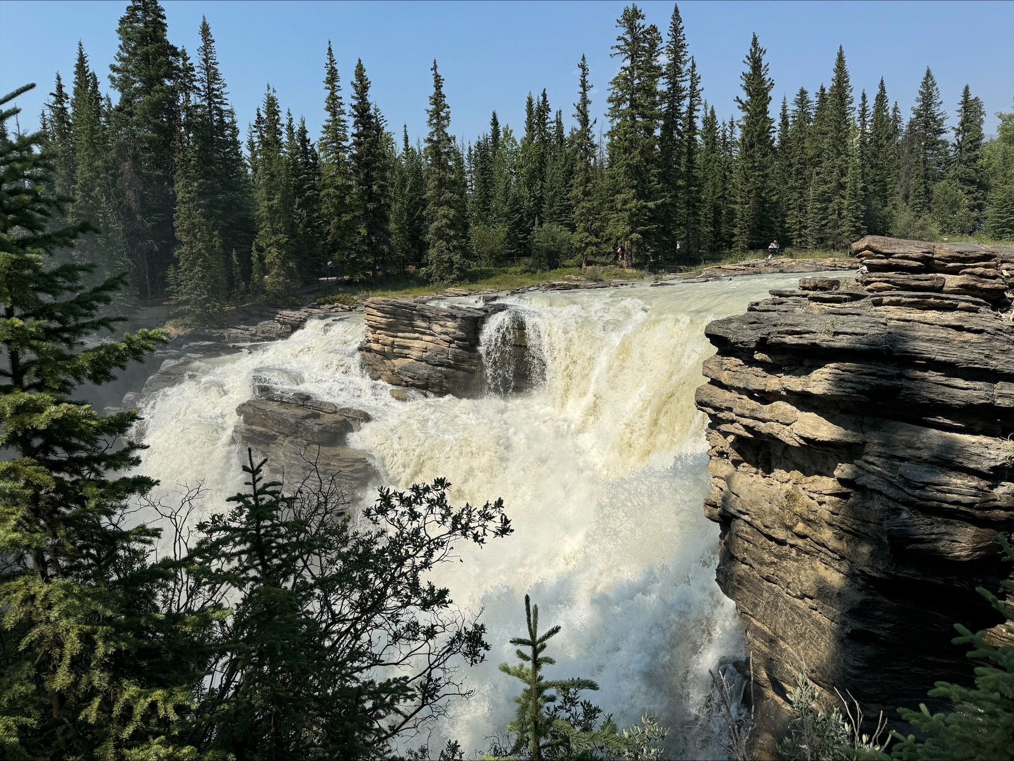 Powerful waterfall cascading over layered rock formations surrounded by dense coniferous forest