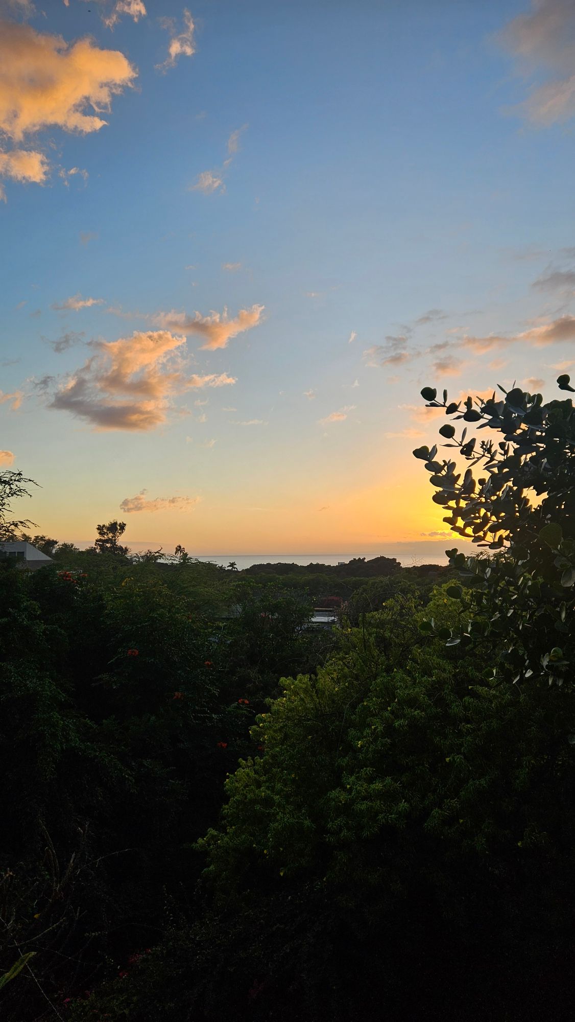 Golden sunset over ocean and vegetation from an elevated viewpoint, silhouetted plants in foreground