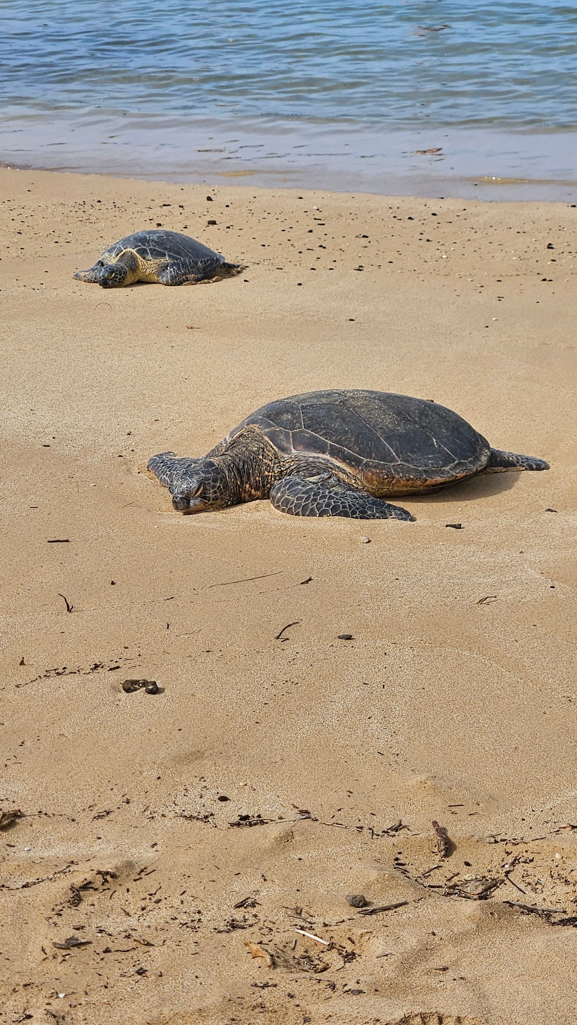 Two sea turtles resting on sandy beach near shallow water on Maui's shore