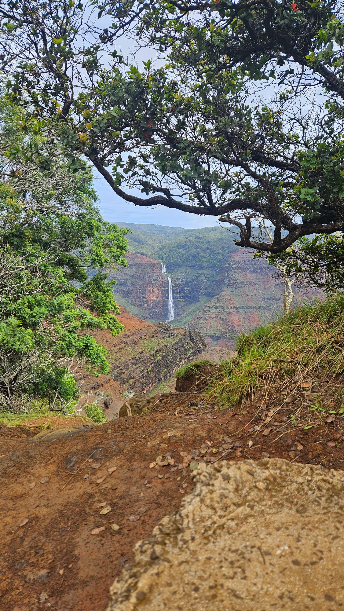 Waterfall visible in distant canyon framed by gnarled tree branches and lush green vegetation on Kauai