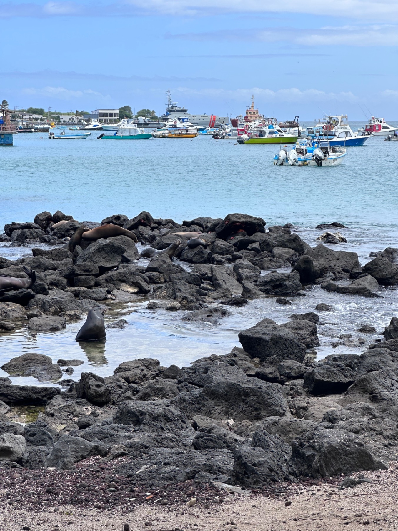 Brown sea lion hauled out on sandy beach with waves and rocky coastline in background