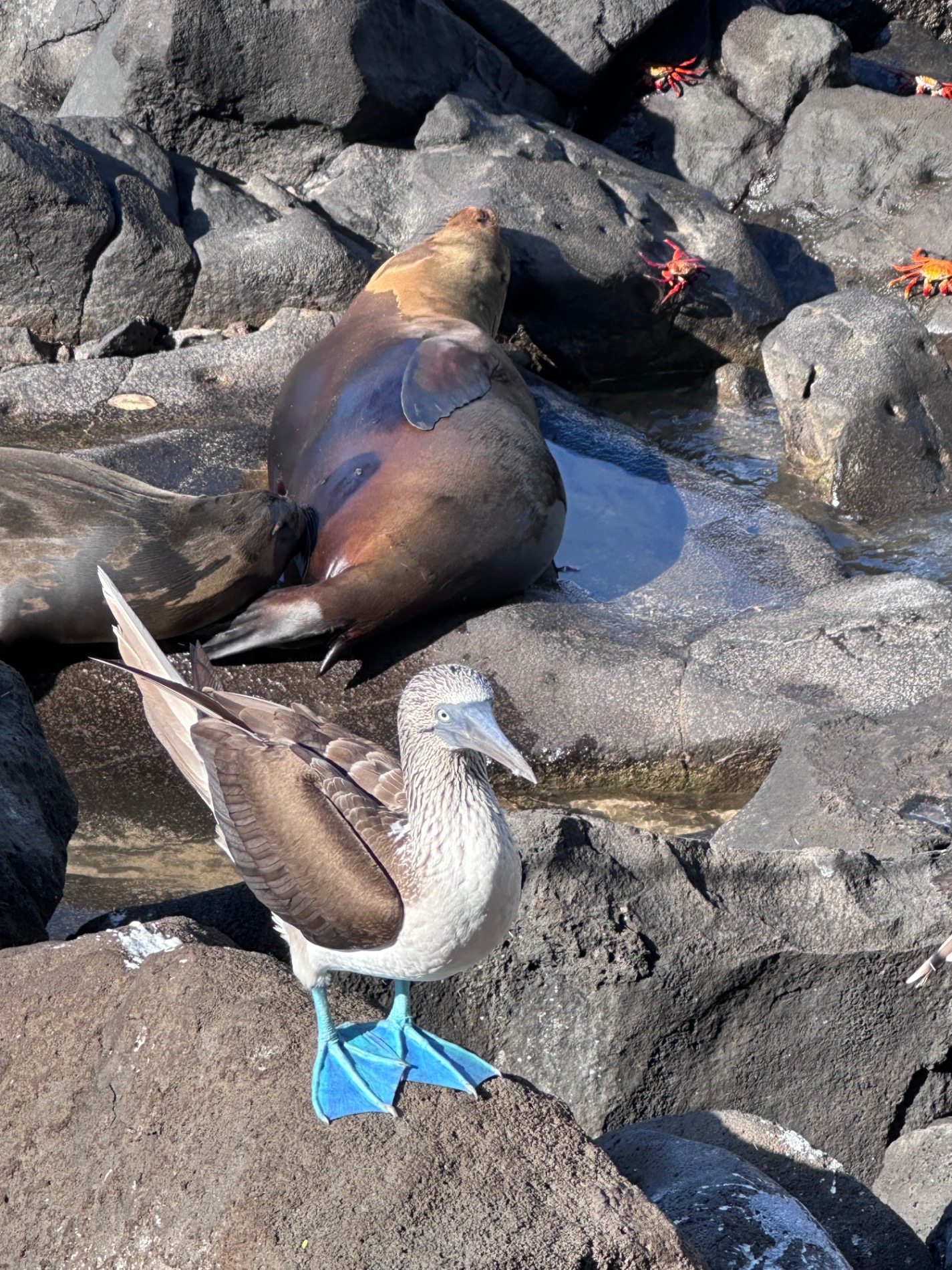 Brown and white heron standing among dark rocks on a rocky shoreline