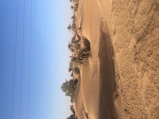 Sand dunes with rippled patterns and sparse vegetation in the Sahara Desert near Morocco