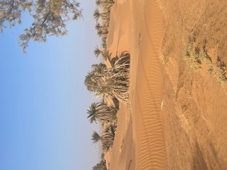 Palm trees and desert vegetation scattered across golden sand dunes in Morocco's Sahara region