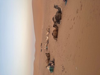 Camels resting on sand in the Sahara Desert with desert landscape stretching behind them