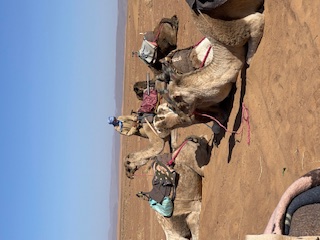 Group of tourists riding camels across the Sahara Desert in Morocco
