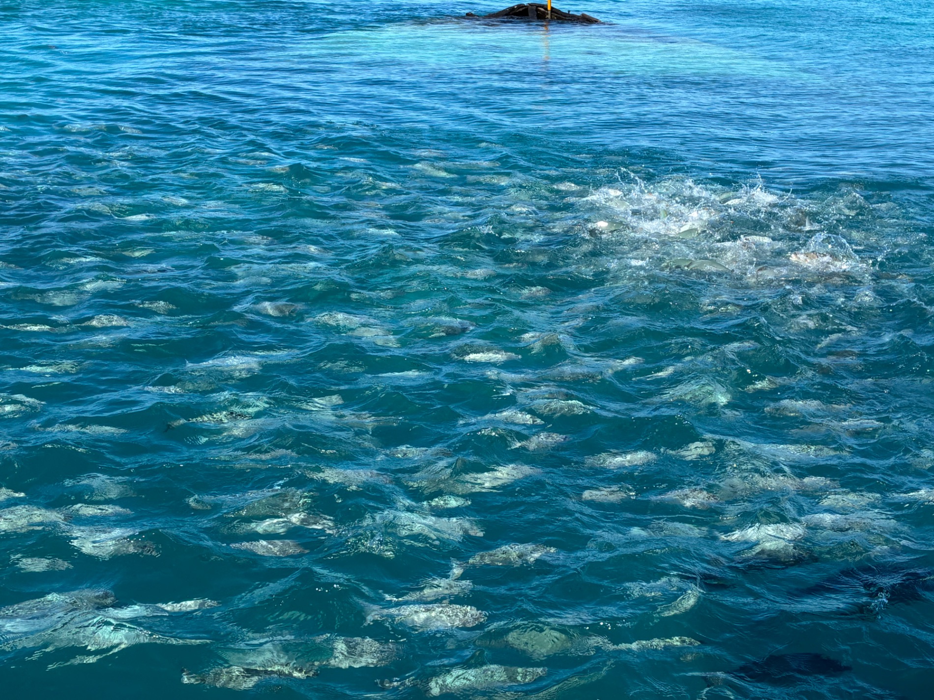 Bermuda — Tony C.'s travel story
