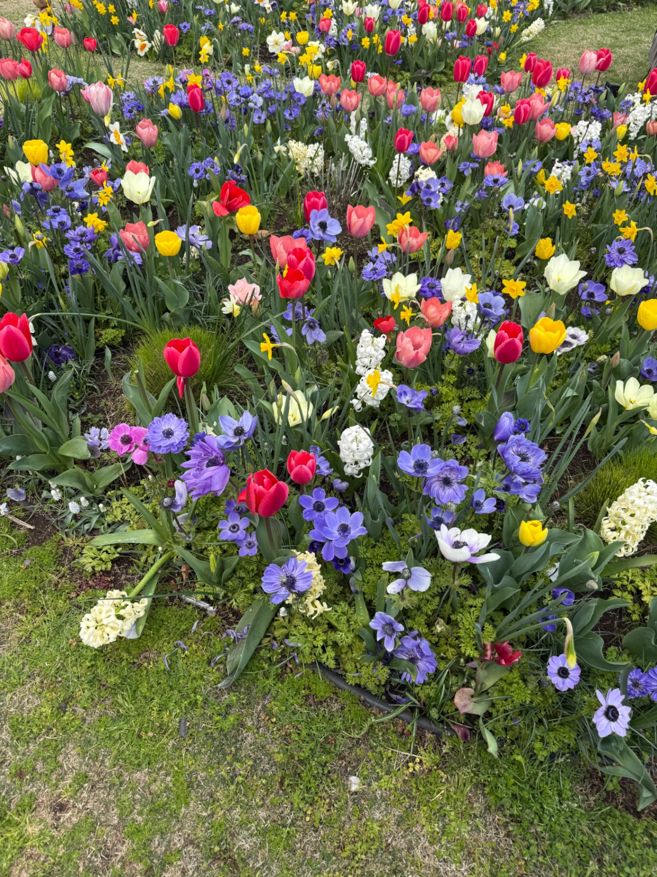 Vibrant spring flower garden with red, pink, yellow, and white tulips mixed with purple anemones and white daisies on green grass