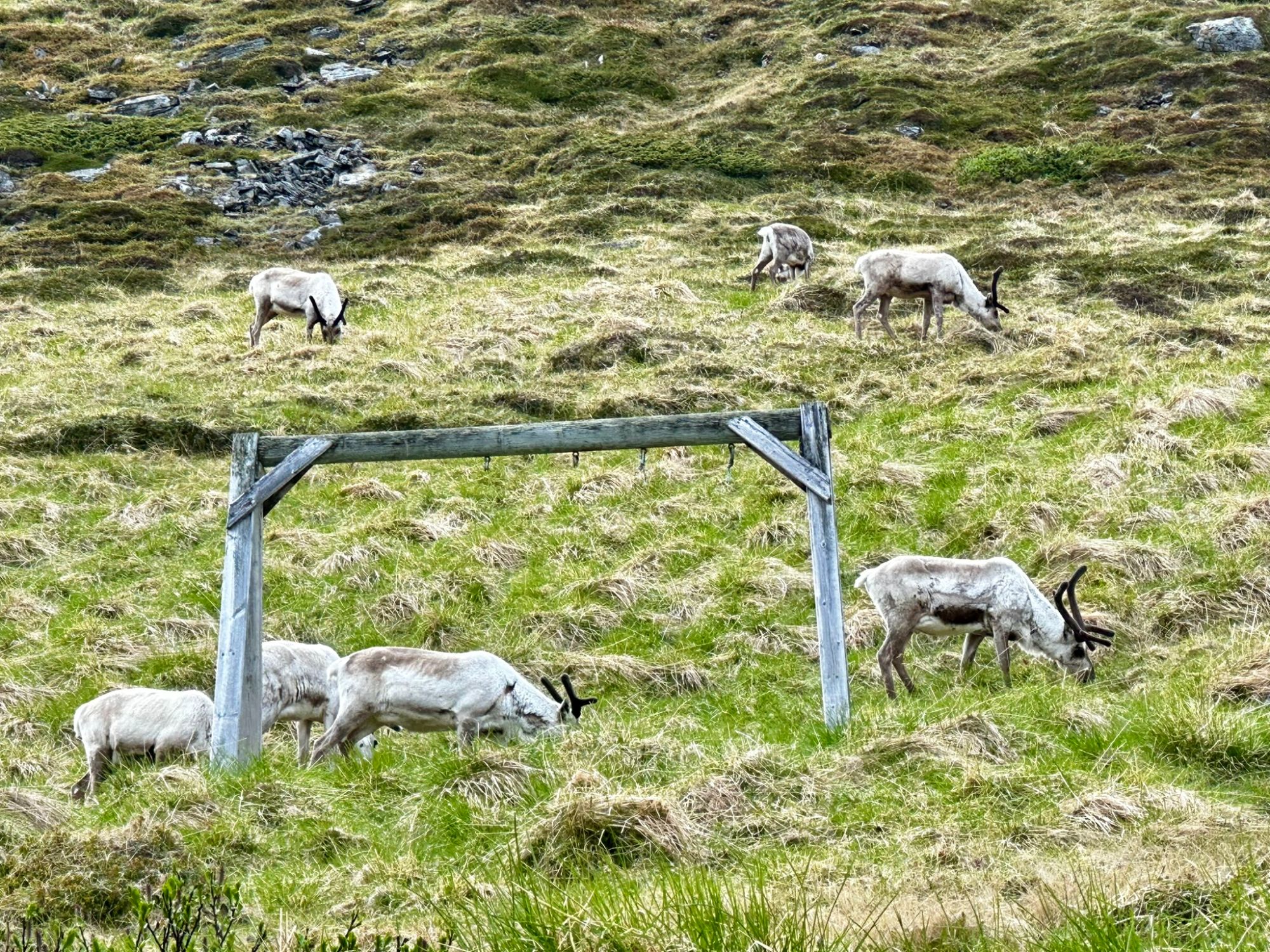 Arctic reindeer herd grazing on moss-covered tundra with wooden fence structure