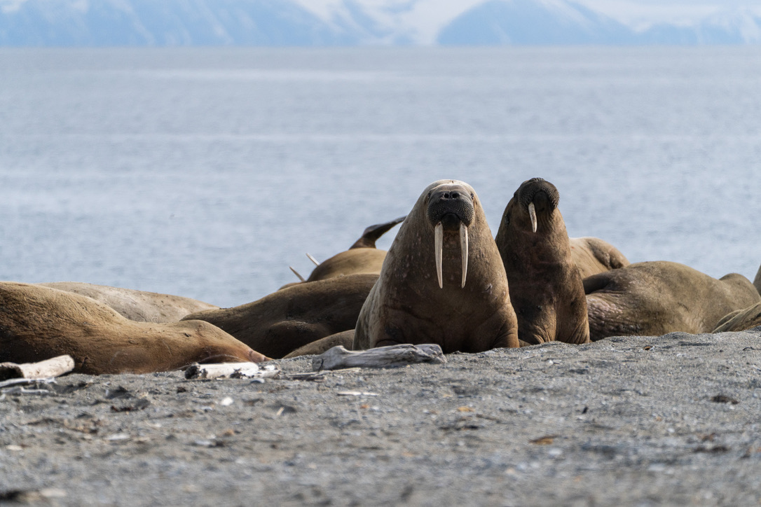 Walruses with prominent tusks resting on rocky Arctic beach with ocean backdrop