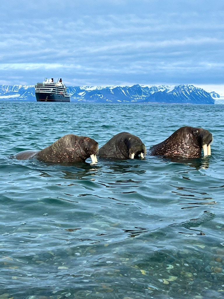 Expedition cruise ship navigating through icy Arctic waters with snow-capped mountains