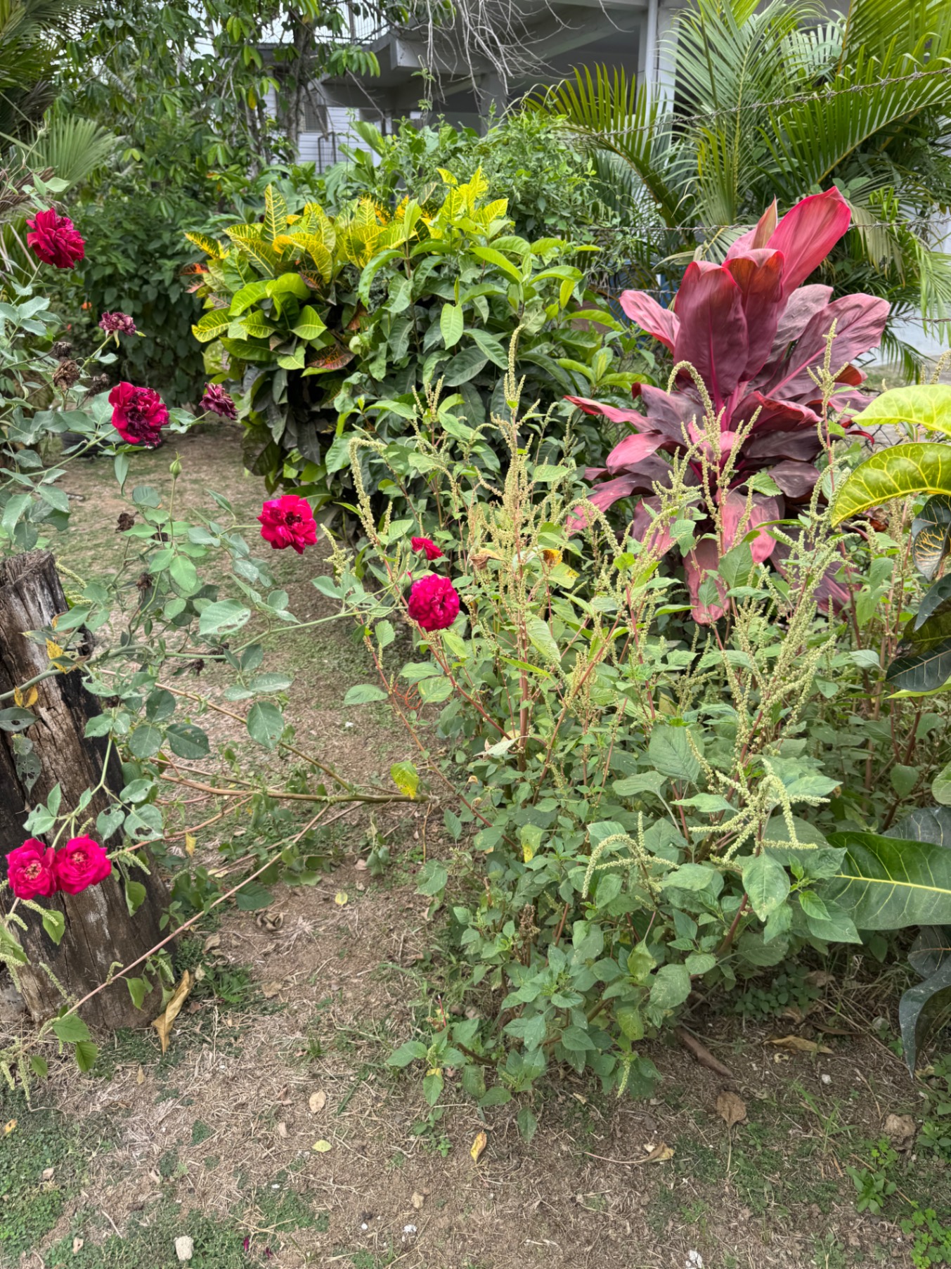 Vibrant garden with pink and red flowers, yellow foliage, and tropical plants near a white house