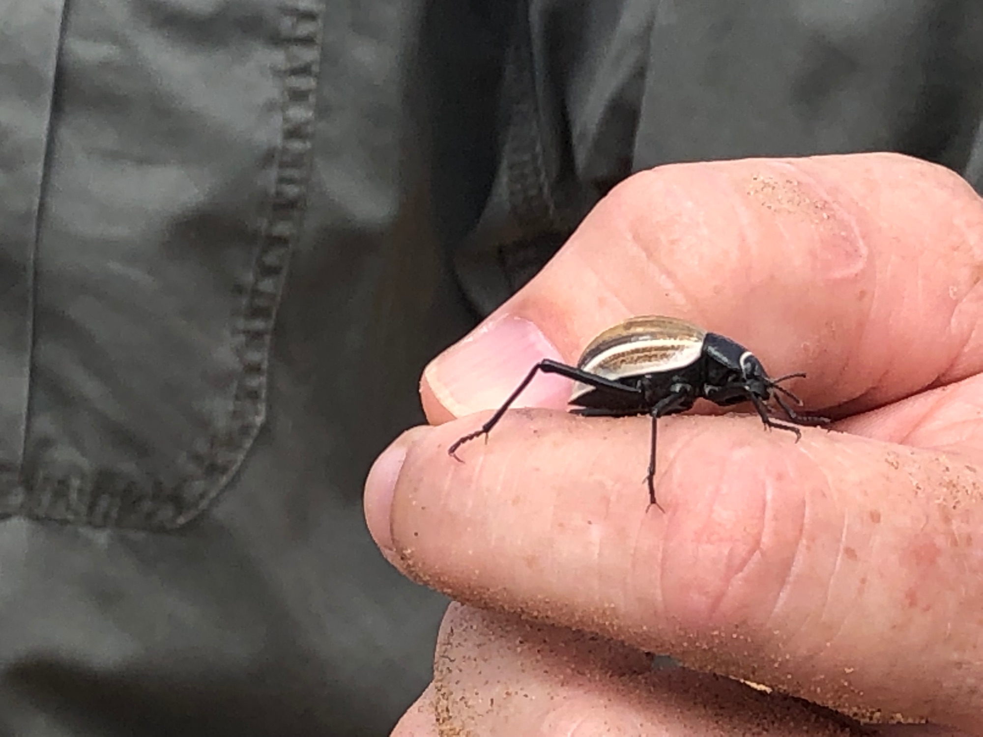 A black beetle with a striped shell crawls across someone's open palm