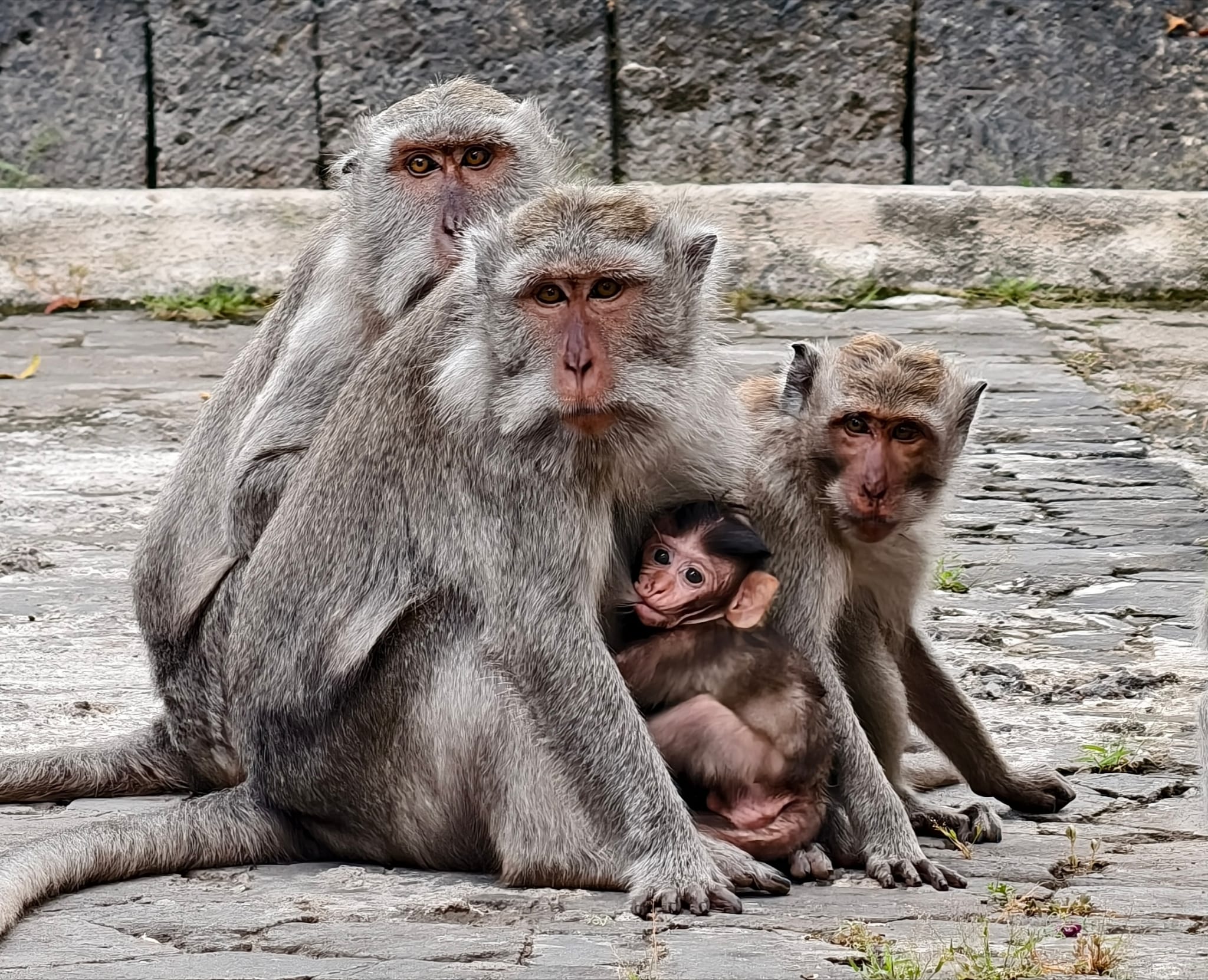 Three monkeys sitting together on stone ground, including a mother with infant, at a Balinese temple site