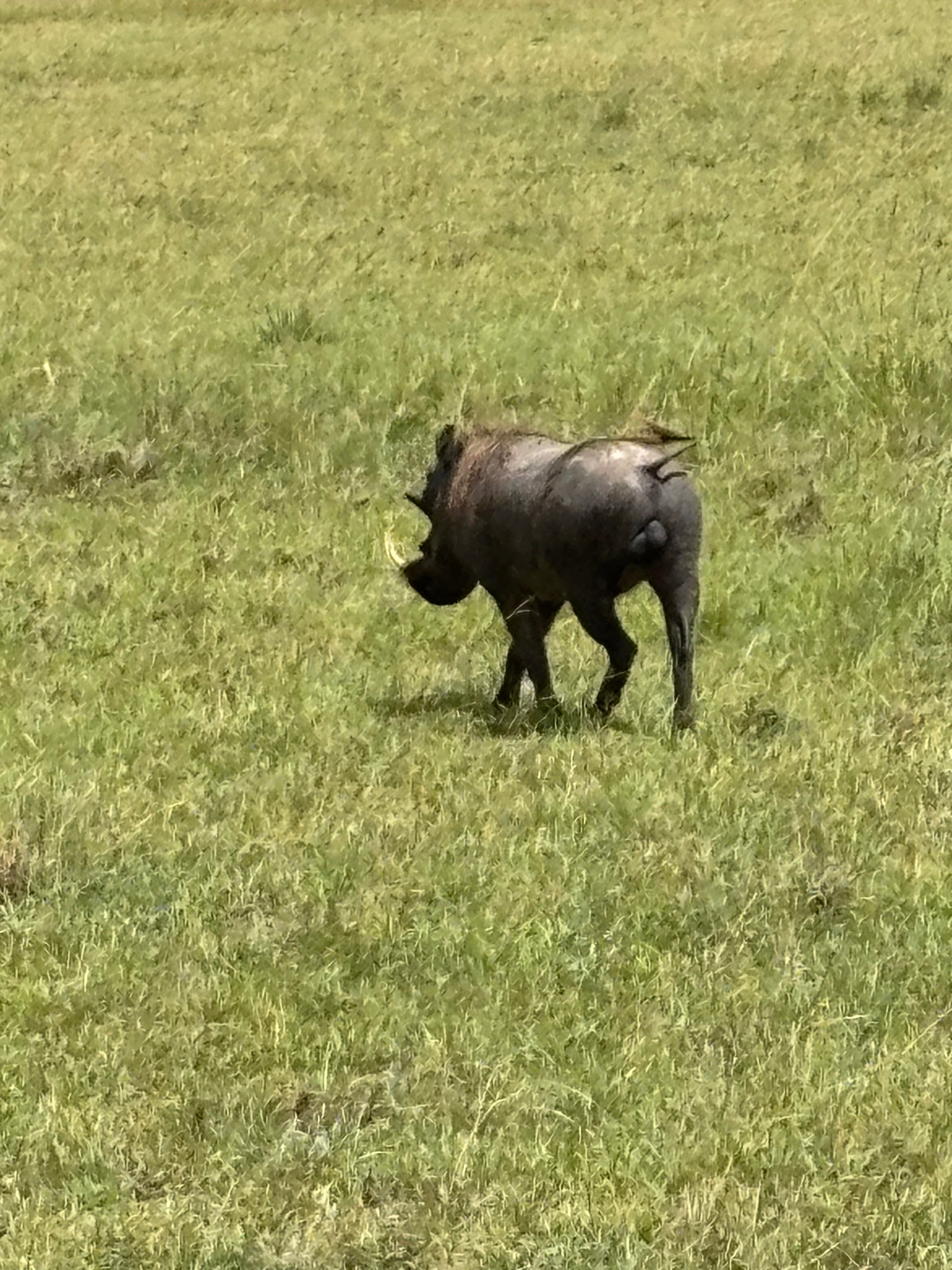 Small dark warthog walking alone through green grass field