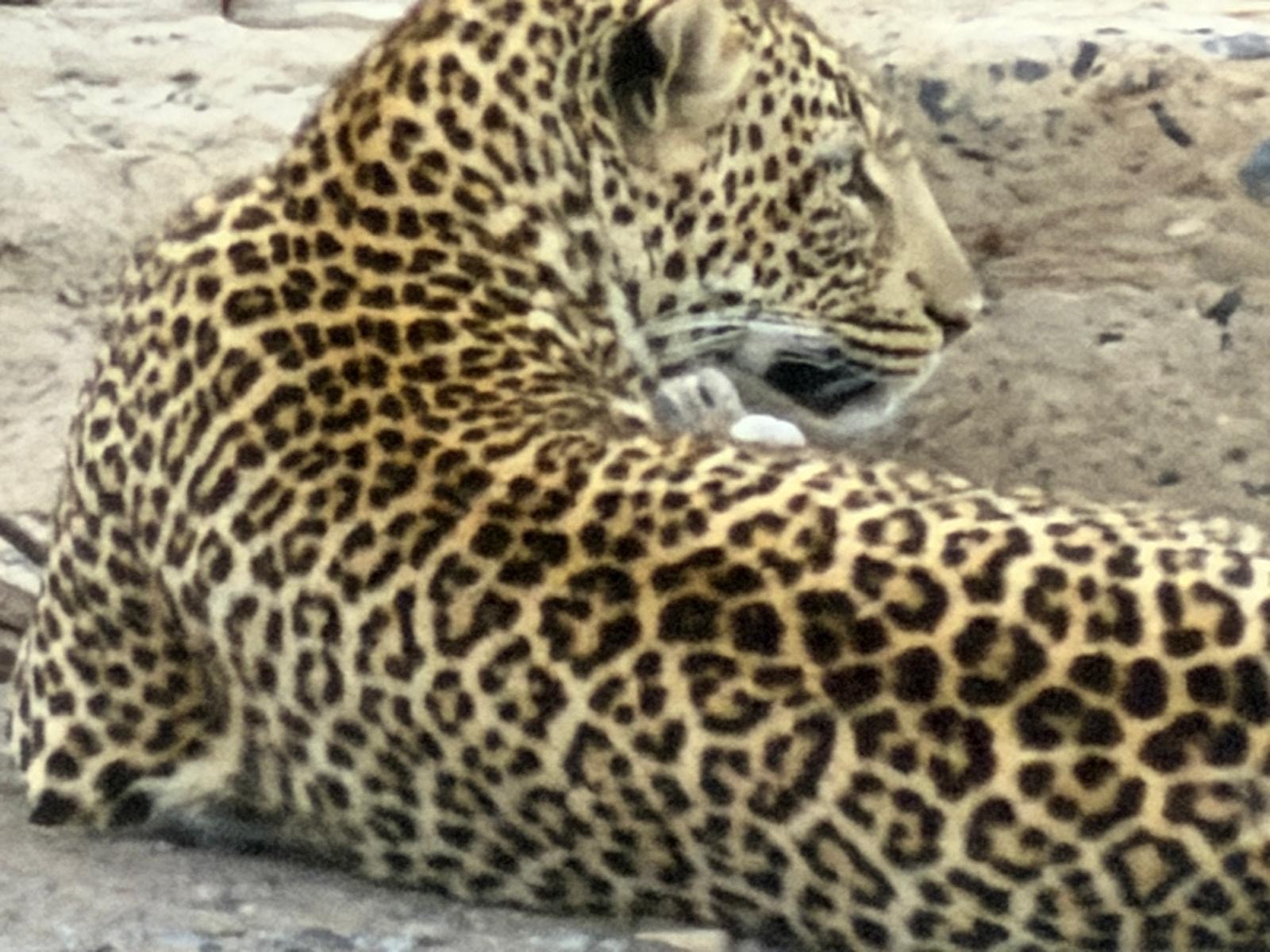 Leopard drinking from water's edge in natural habitat