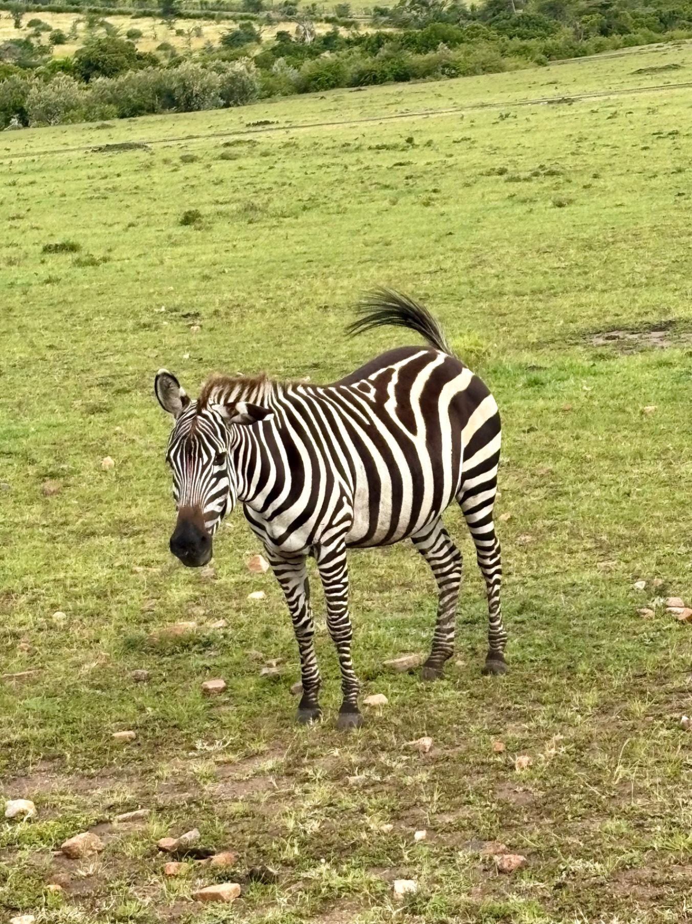 Zebra standing in grassland with alert posture