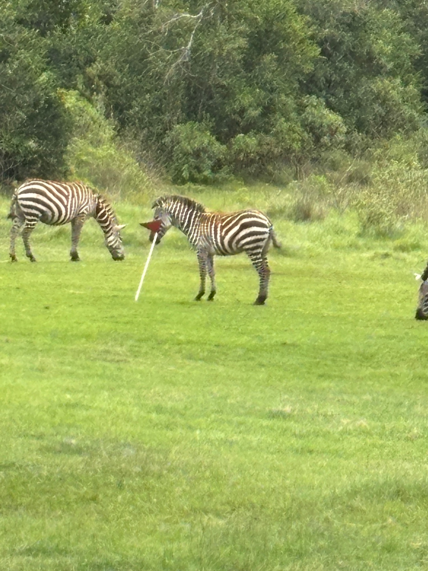 Two African elephants in grassland, one with egret perched on its back