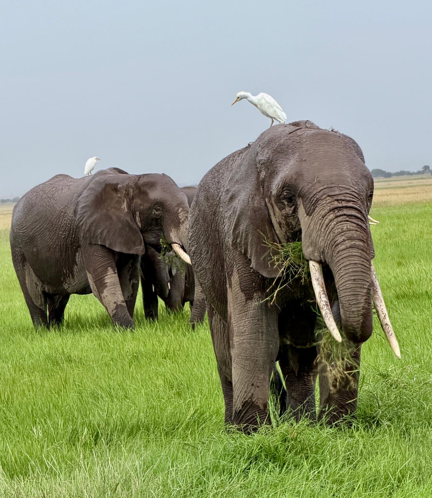 Heron or egret standing on elephant's back in savanna setting