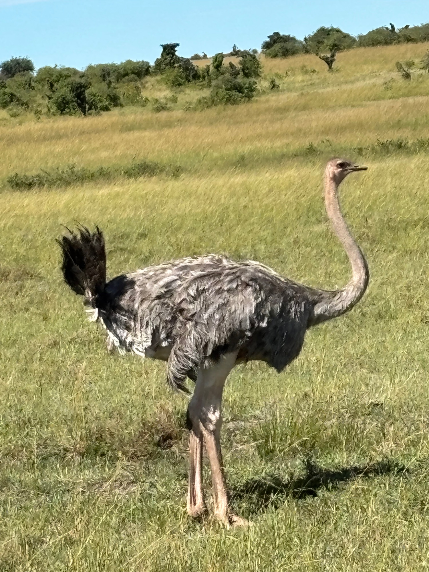 Ostrich with black and white feathers standing in savanna grassland