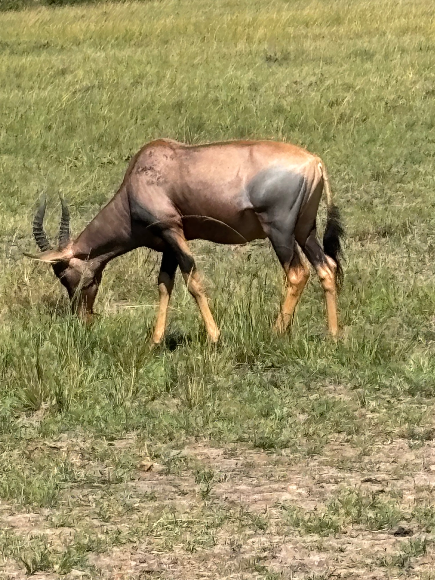 Antelope with long horns grazing in grassy field