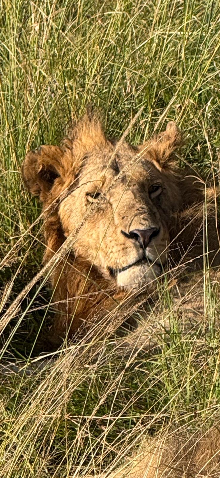 Lion resting in tall dry grass, head visible above vegetation