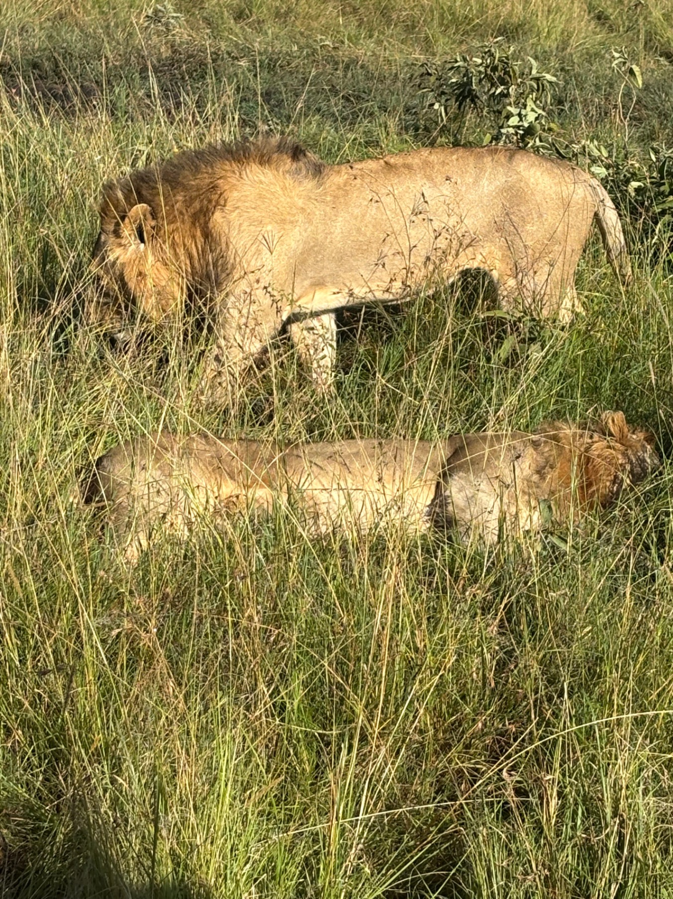 Adult lion and cub resting together in savanna grass