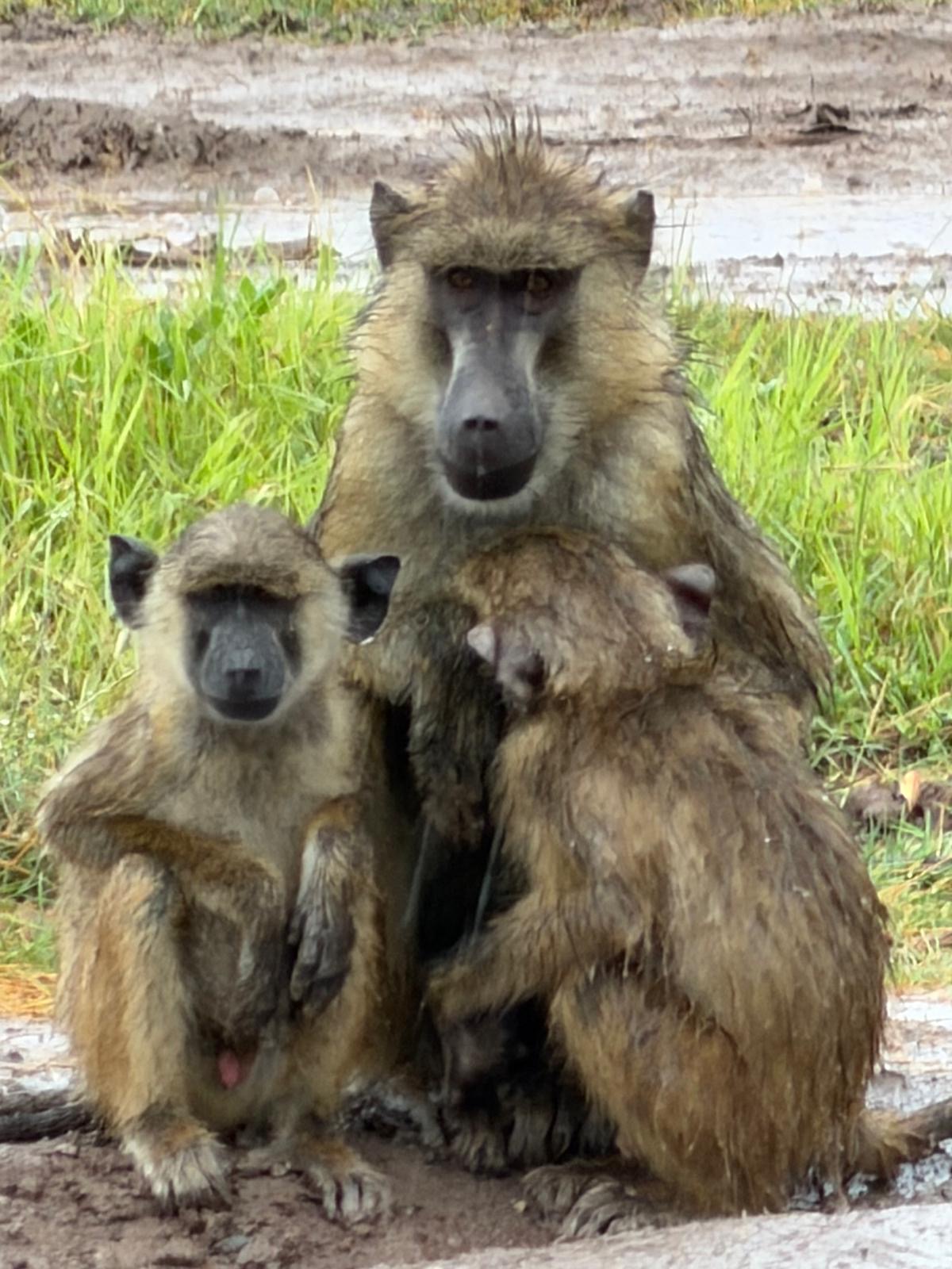 Two baboons sitting together by water's edge on rocky ground